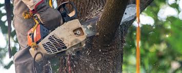 Reliable Great Neck, NY Tree Removal Solutions
