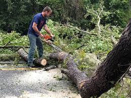Best Tree Preservation Services  in Great Neck, NY