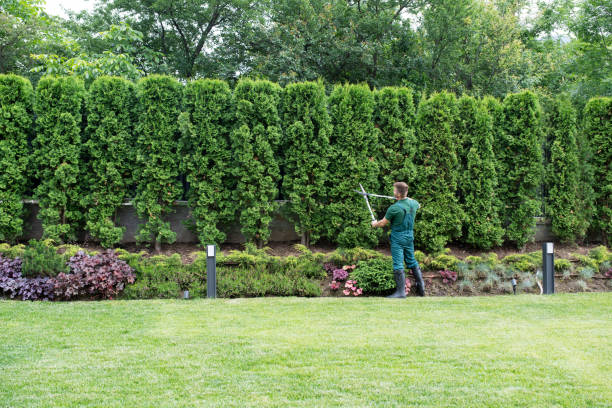 Best Tree Preservation Services  in Great Neck, NY