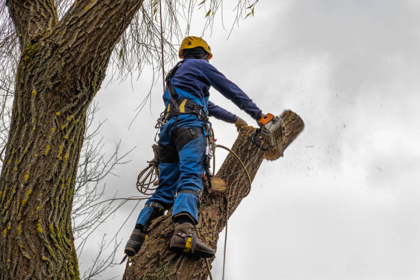 Best Tree Cabling and Bracing  in Great Neck, NY