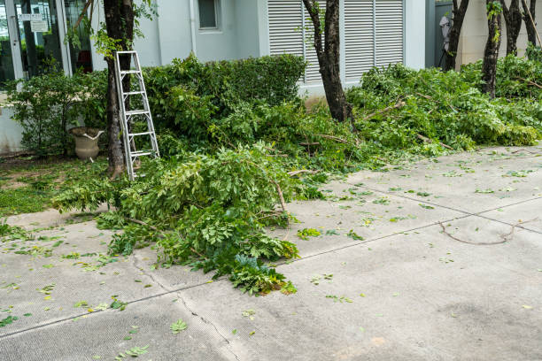 Best Pest Control for Lawns  in Great Neck, NY