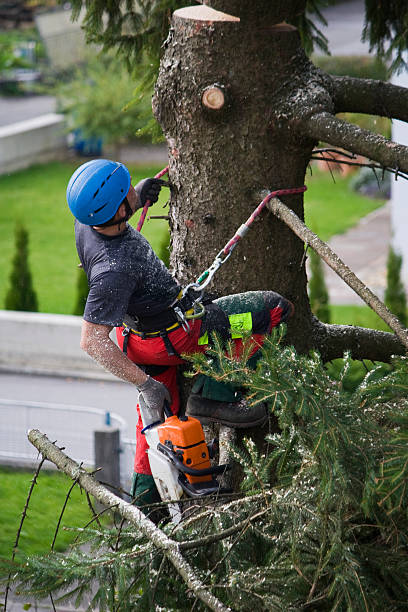 Trusted Great Neck, NY Tree Removal Experts