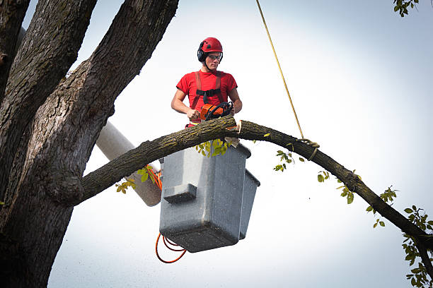 Best Firewood Processing and Delivery  in Great Neck, NY